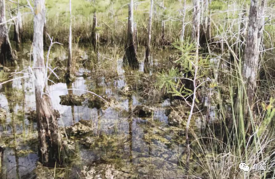 新蛋龟,蛋龟之王蛋龟