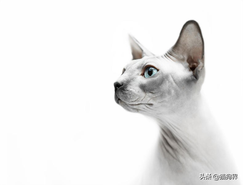 无毛猫为什么会不长毛,无毛猫为什么很容易养胖