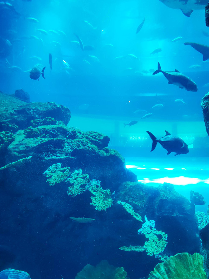 带你看不一样的迪拜,带你感受不一样的迪拜