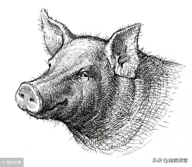 地塞米松加青霉素治疗猪病,疫苗过敏地塞米松用量