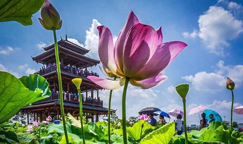 好物我欲,天成美丽,上等花粉,等你来取