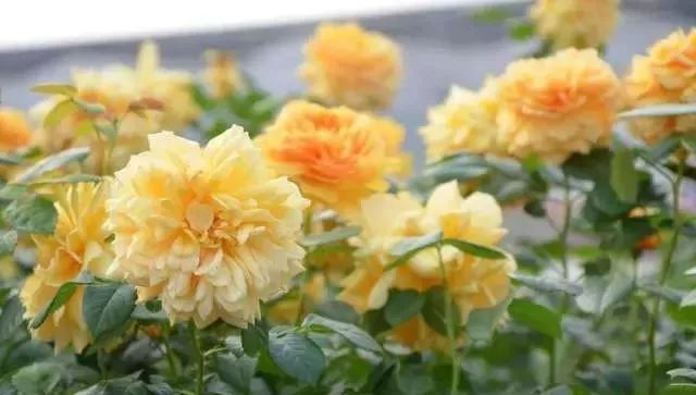 一万年一次的2020520;一起认识100种玫瑰~别送错啊