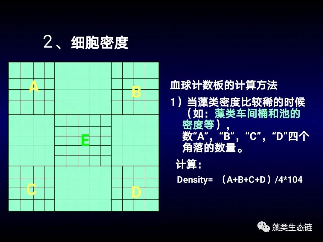 藻类培养课程视频教程,海南藻类生态链