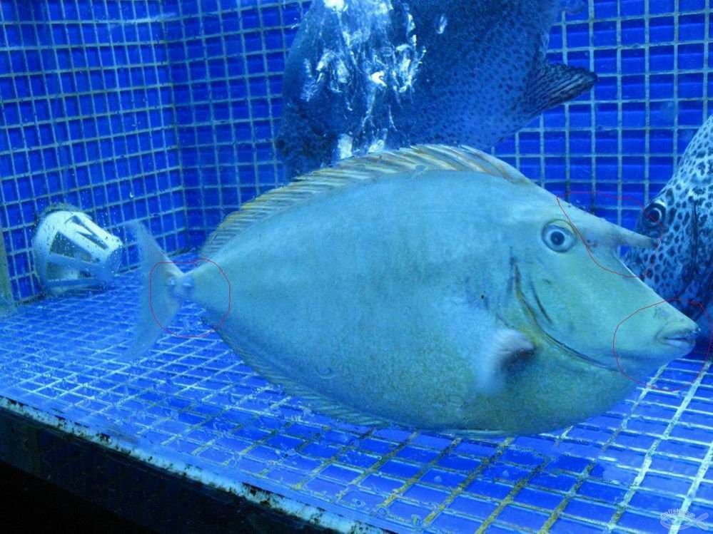 十大最好看的观赏鱼图片大全,十种最漂亮的观赏鱼图片