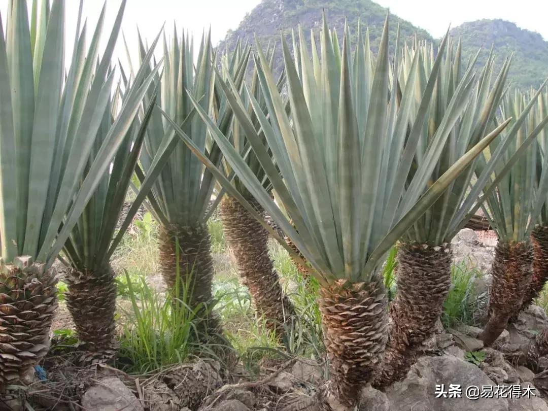 丝兰凤尾兰剑麻就是同一种植物吗,龙舌兰和剑兰的区别图片