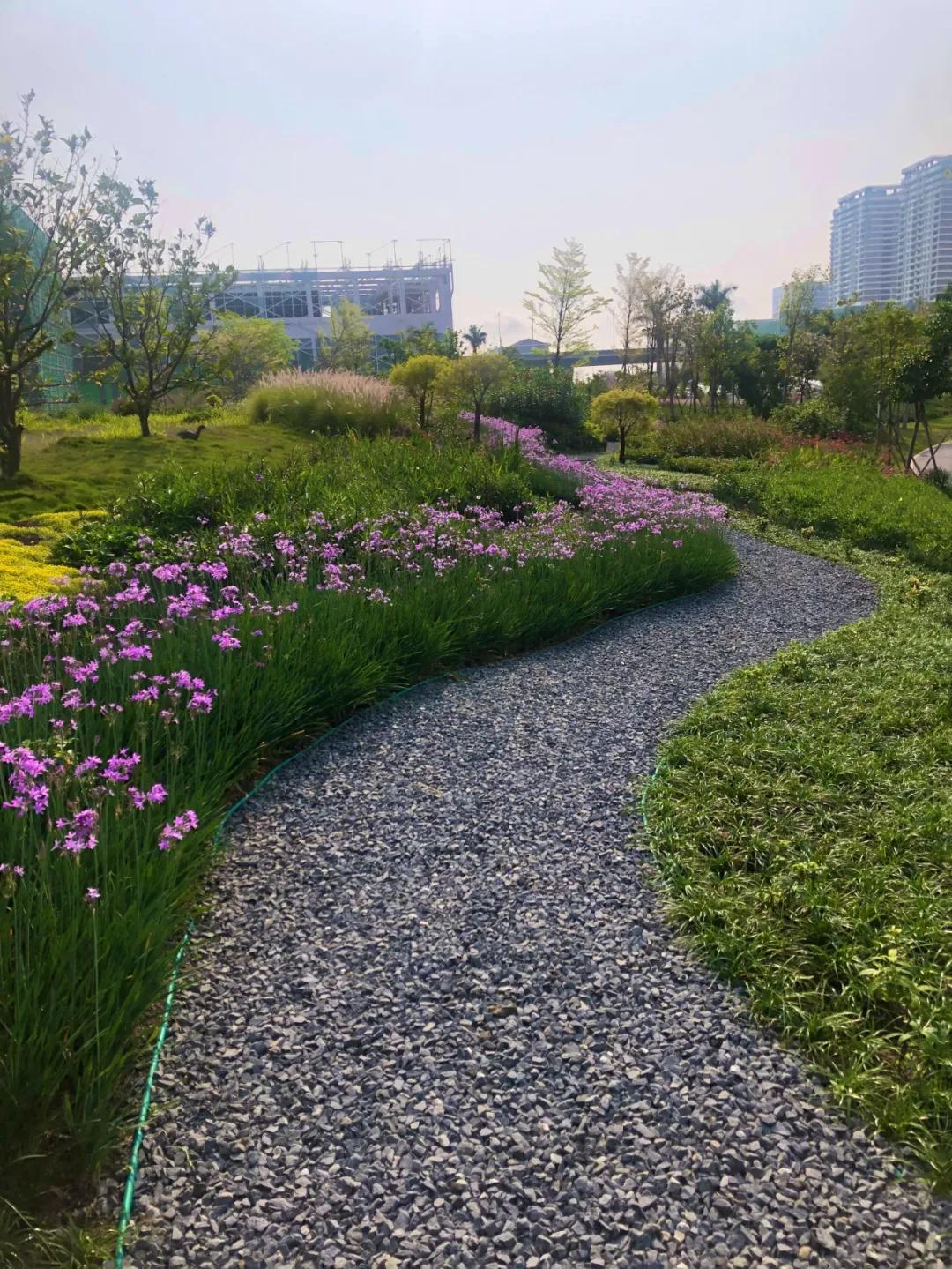 花园庭院设计花卉园艺,花园搭配的草类植物