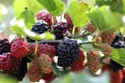 金铃子小时候的味道,芦稷儿时的味道