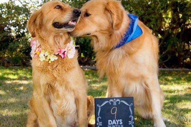 狗狗发情期如何应对？4招教你全面呵护