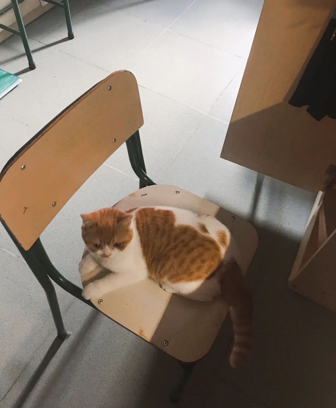 和宠物交流说什么,和宠物谈恋爱