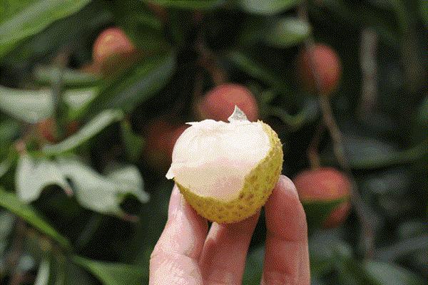 哪一个地方的荔枝最好吃,广州吃荔枝的最佳时节