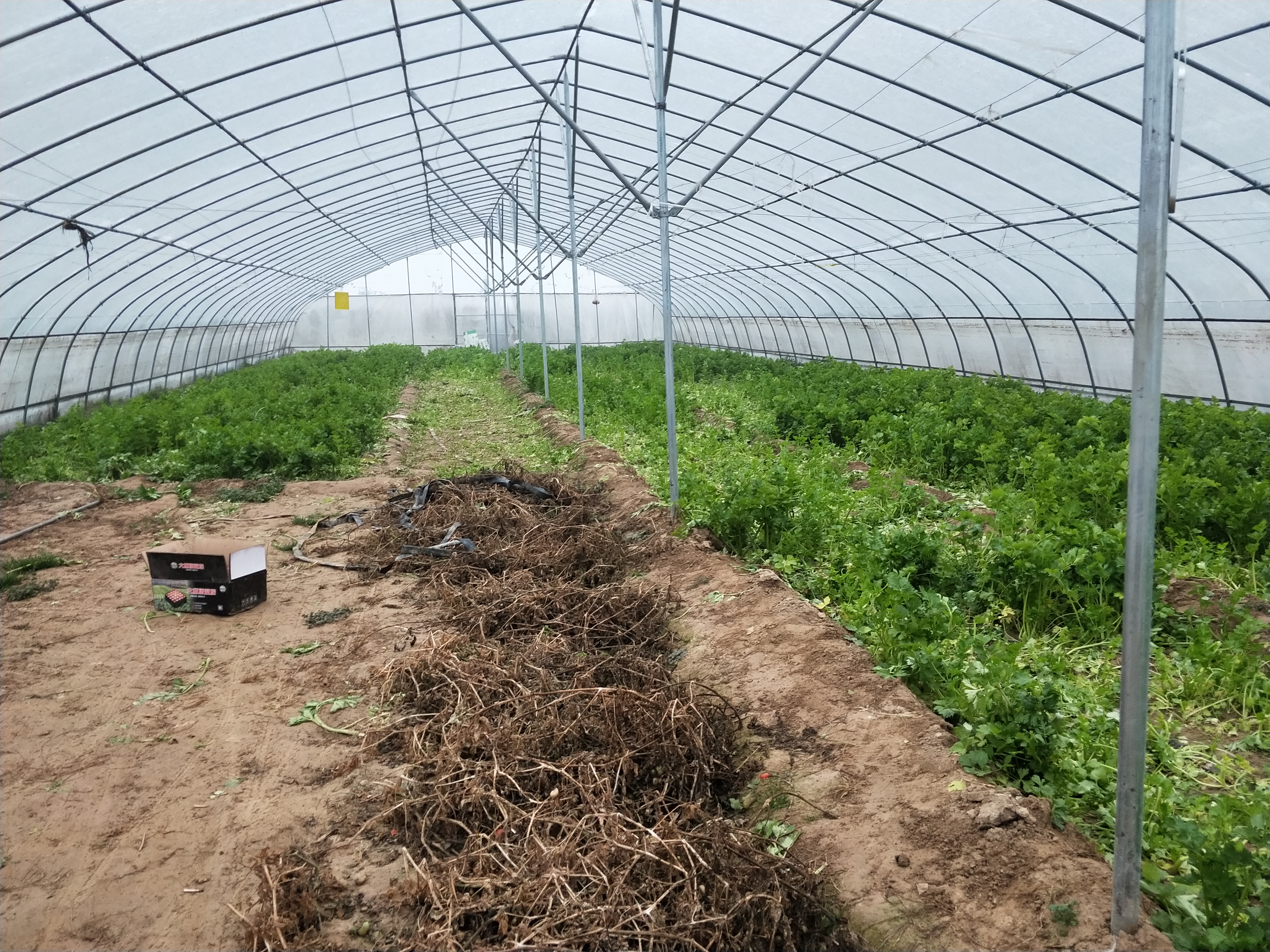 种香菜种子怎样处理,香菜种植前怎样处理出苗快