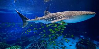 去哪里买长隆的票最划算,节假日游长隆如何少排队