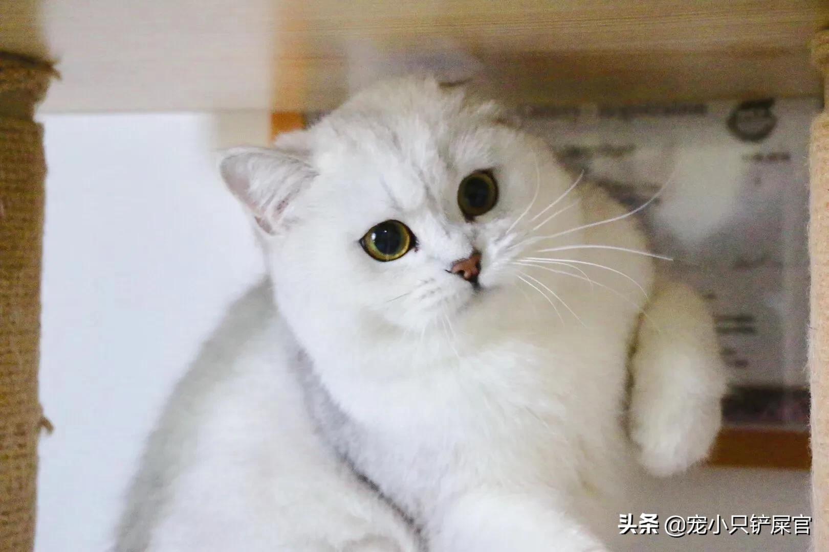猫奴全面养猫指南,猫奴十三豆柴猫粮
