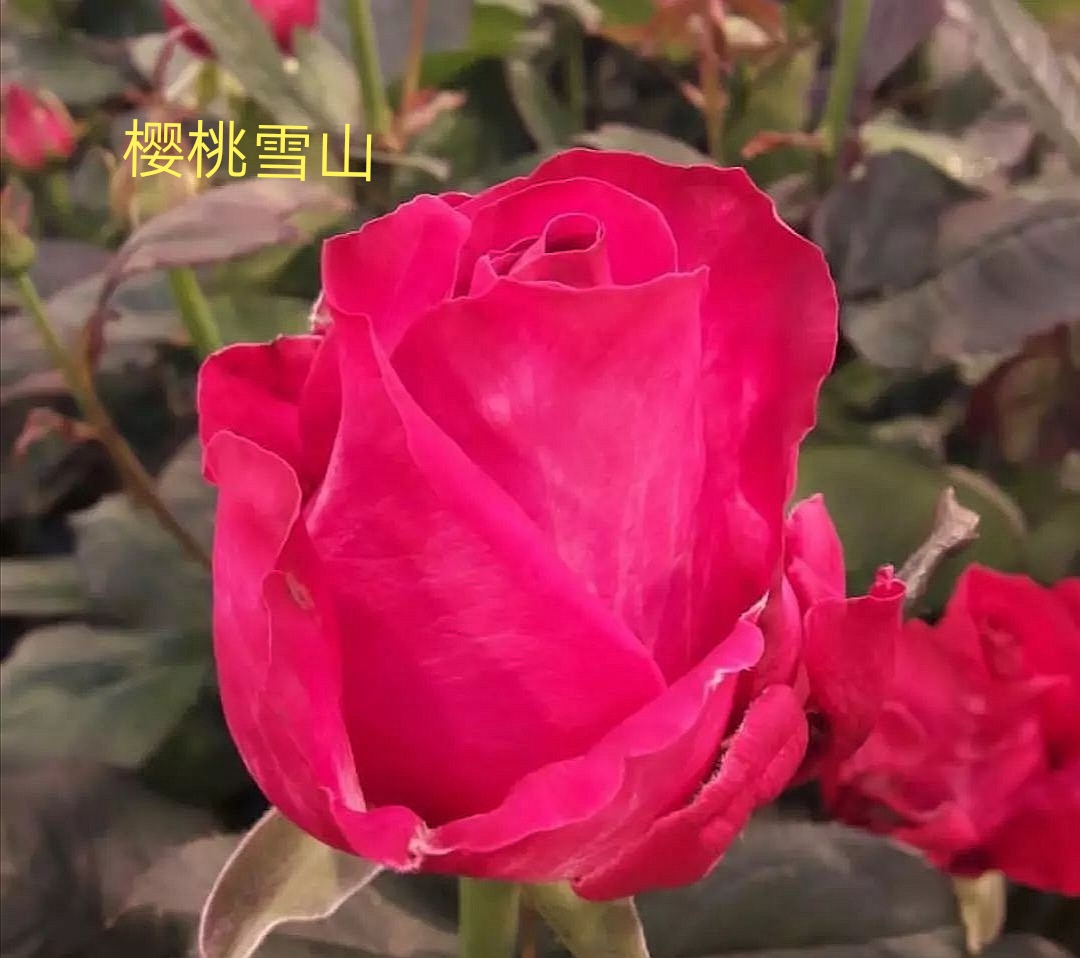 切花火焰月季,适合新手的切花月季