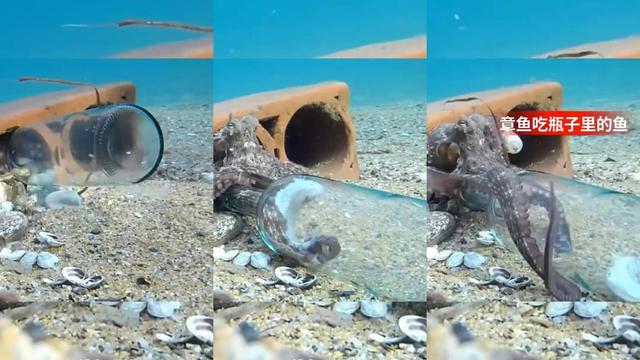 像章鱼一样的外星生物有哪些,长得像章鱼的外星人