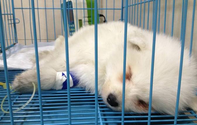 萨摩耶患犬瘟,萨摩耶流鼻涕是为什么