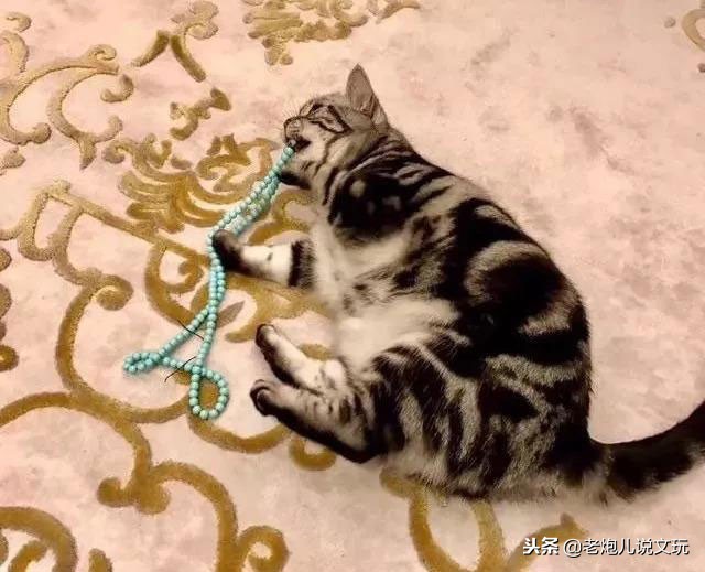 冬天了宠物这一身长毛千万别浪费，手串盘起来！