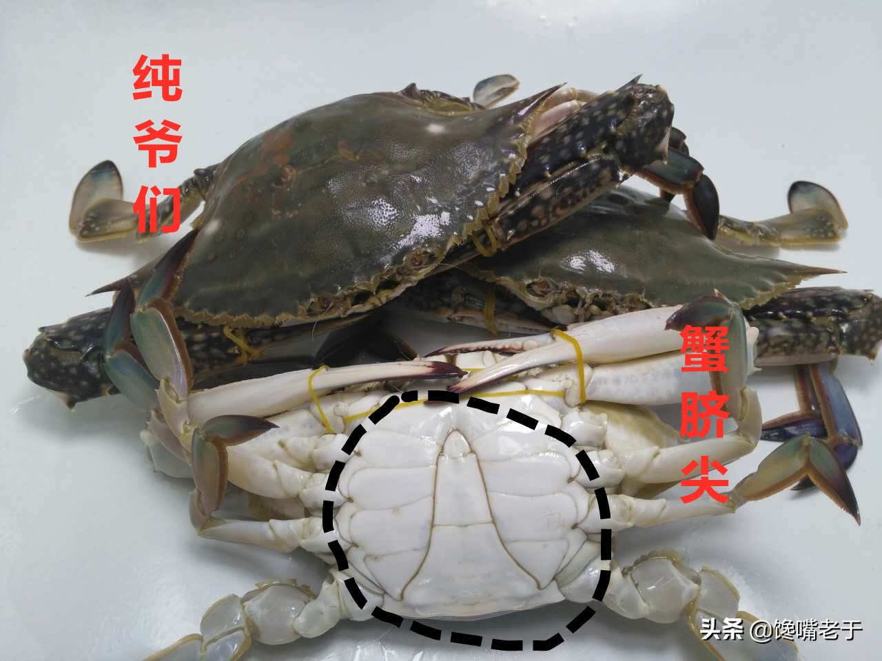 如何挑梭子蟹肥不肥,买到这种梭子蟹千万别吃不新鲜