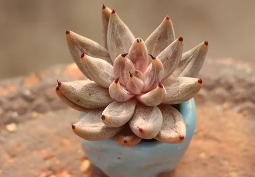 有暗纹的多肉有哪些,暗纹系多肉有哪些