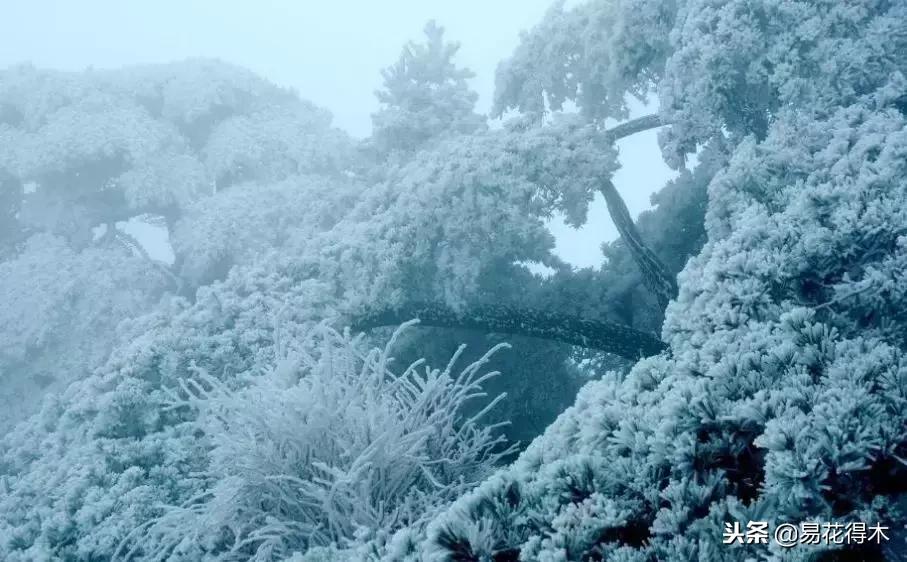 储存雪水浇花好不好,雪水浇花的好处及注意事项