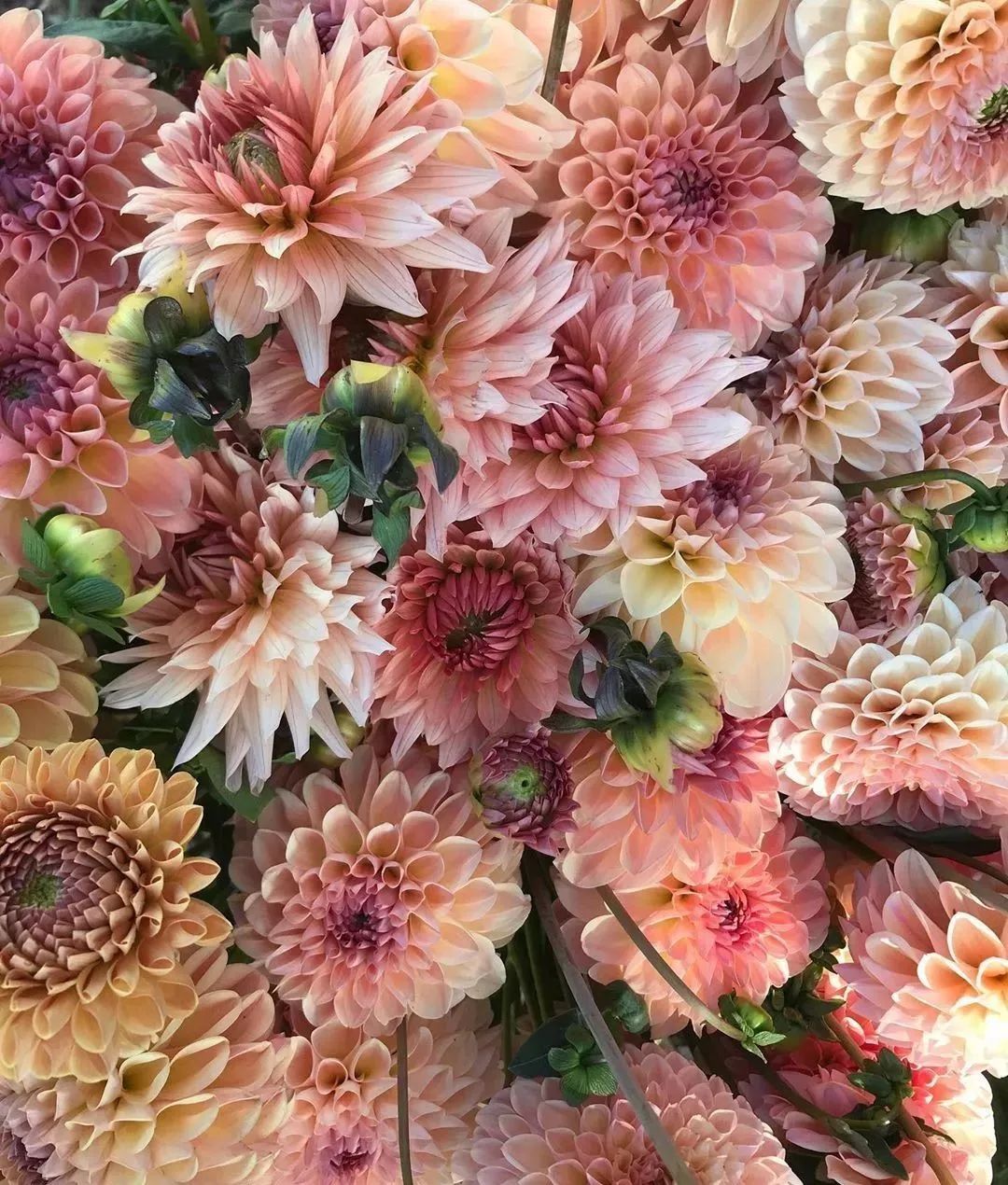 鲜花店日常换水整理花材,花要不要经常换水