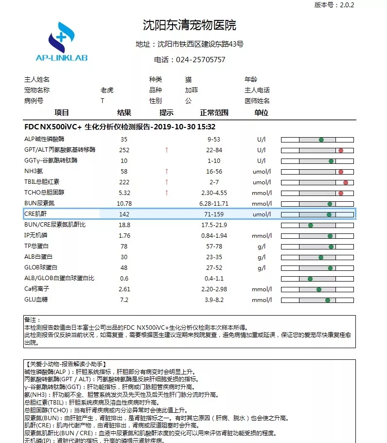 猫咪黄疸严重还能救吗,猫咪黄疸肝炎治好要花多少钱
