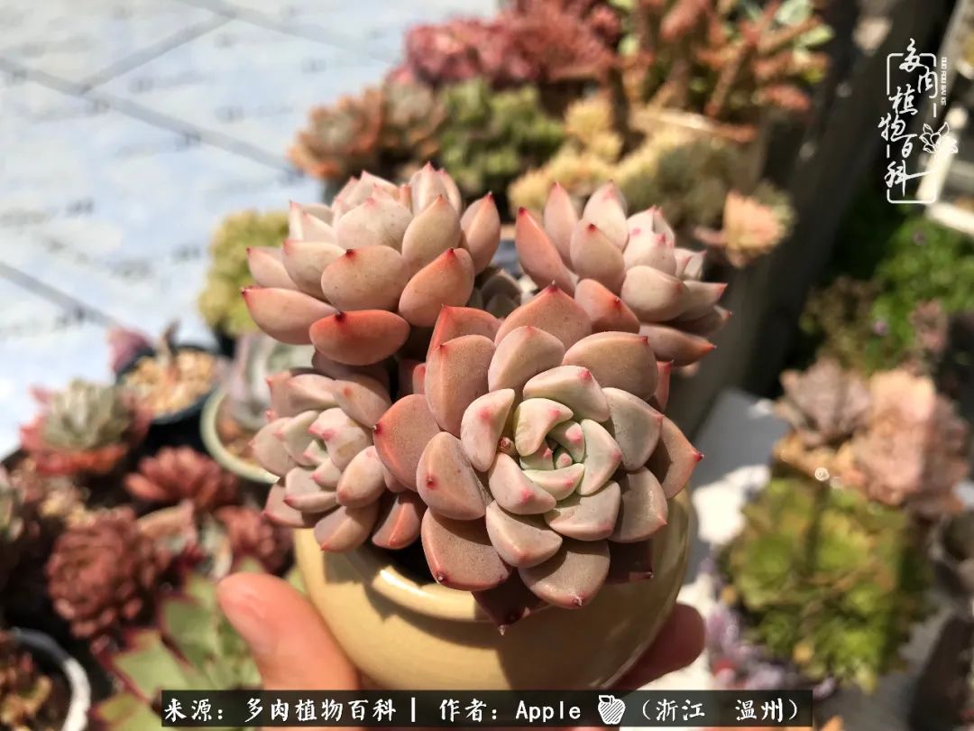 多肉成长记观察记录怎么写,多肉成长记录观察展板