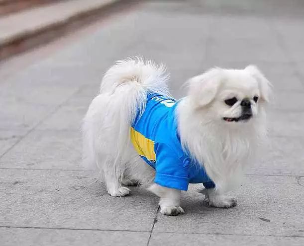 45种名犬大全,72种名犬图片附介绍