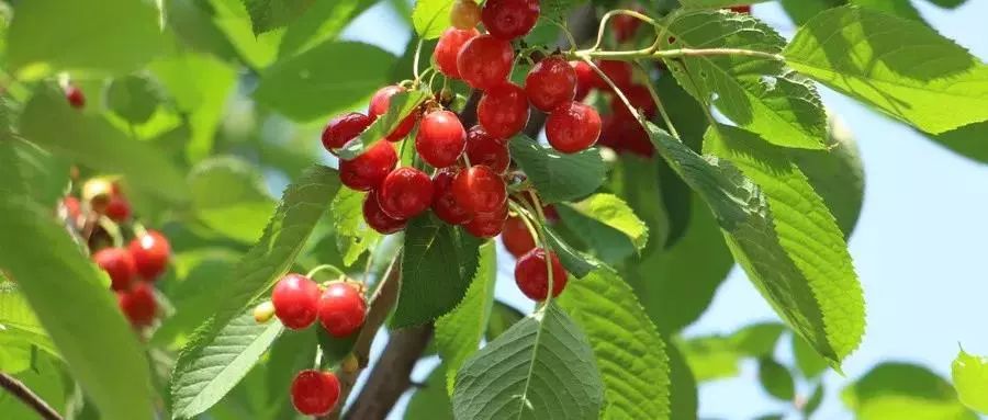 说走就走的樱桃采摘之旅,樱桃采摘园一日游攻略