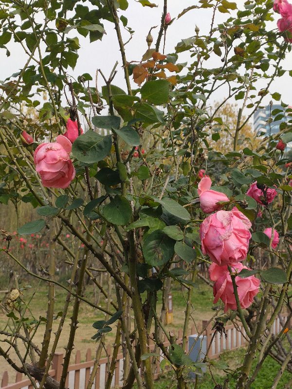 我的故事作文800字,我的故事琼瑶