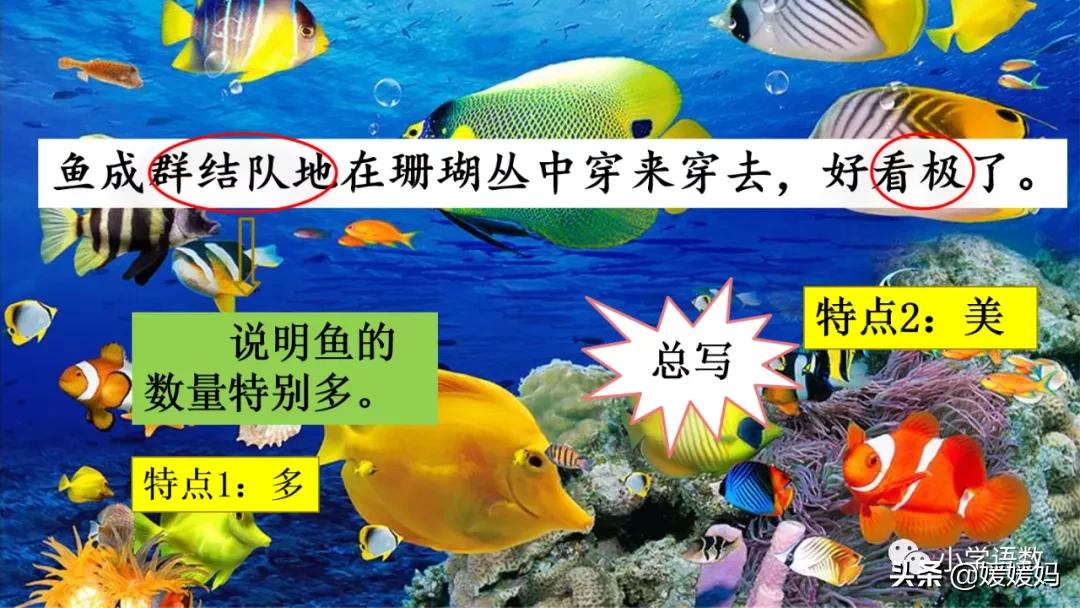 三年级第18课富饶的西沙群岛视频,三年级上册18富饶的西沙群岛笔记