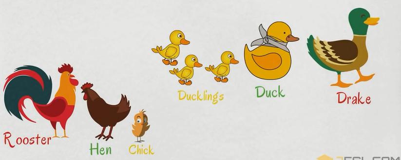 描述动物特征的英文词汇,动物英文词汇1000词