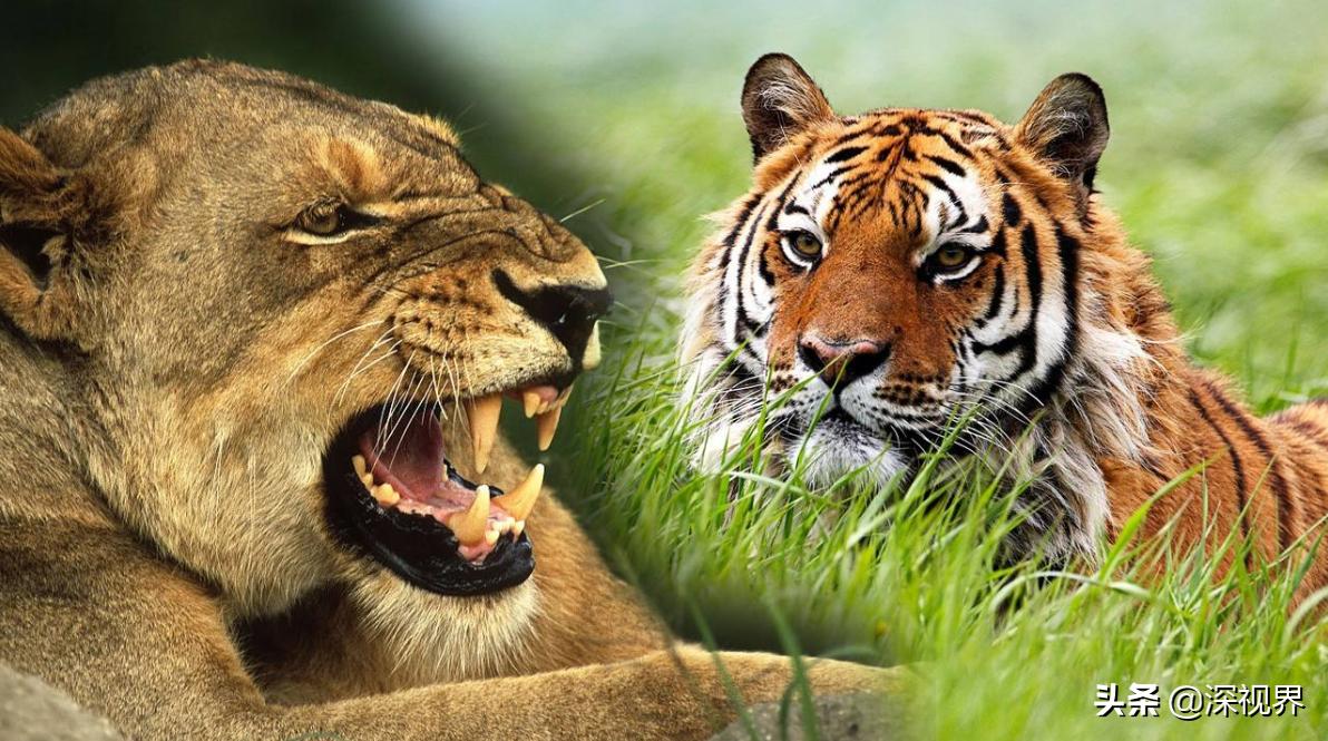 老虎对战狮子老虎更厉害吗,森林之王是老虎还是狮子童话故事