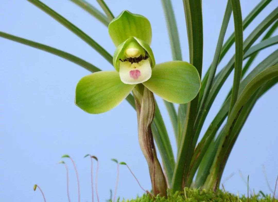 如何快速鉴别兰花的真假,新手如何分辨兰花的真假