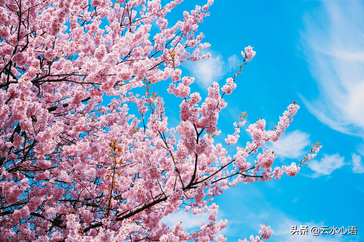杜牧最有名的十首诗图片,杜牧最经典的十首七律诗
