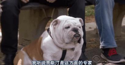 猫狗吃醋打架,吃醋的猫狗