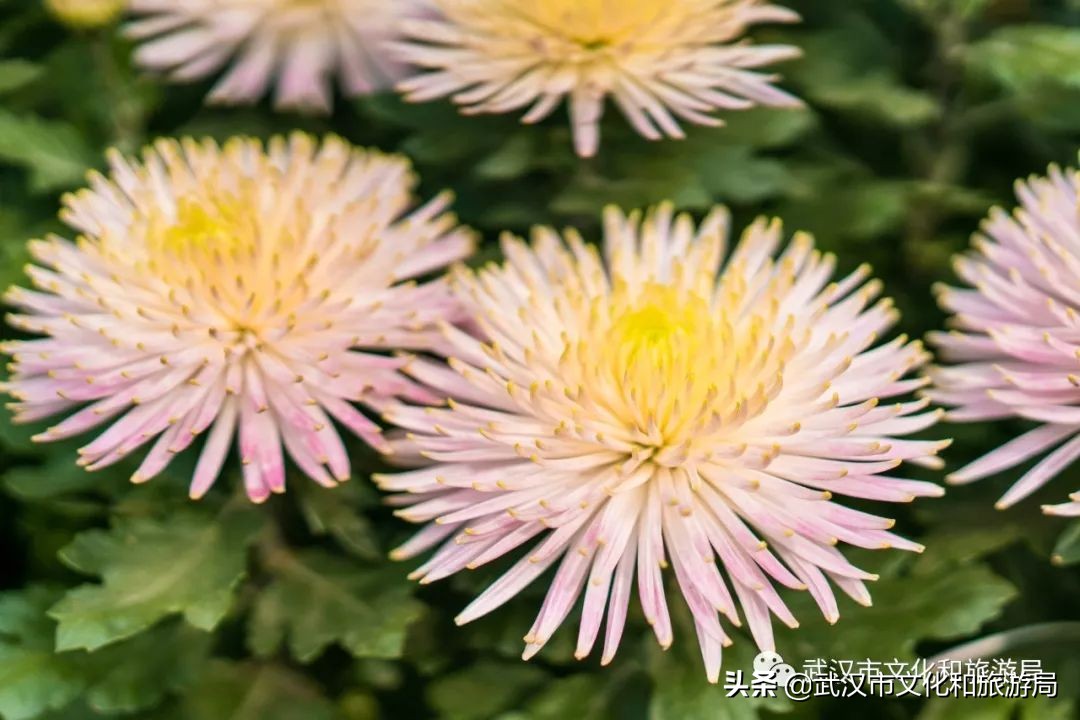 花点时间武汉东湖樱花园,武汉花点时间