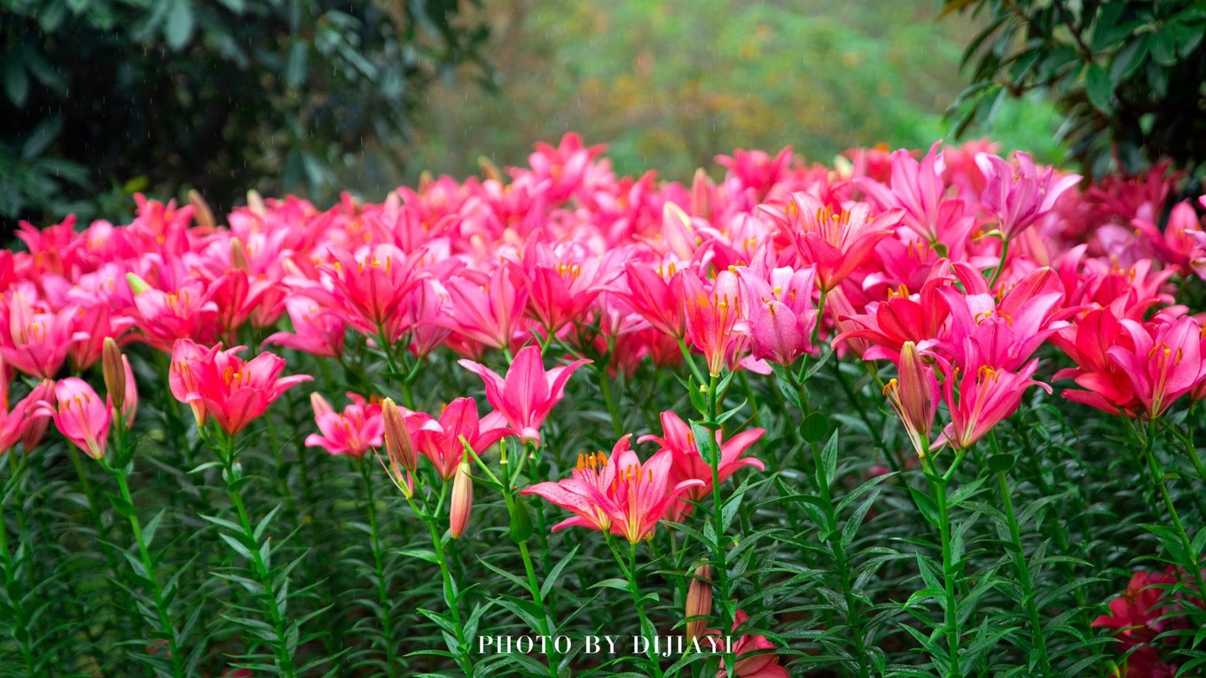 金坛花谷奇缘几月开花,金坛花谷奇缘地图