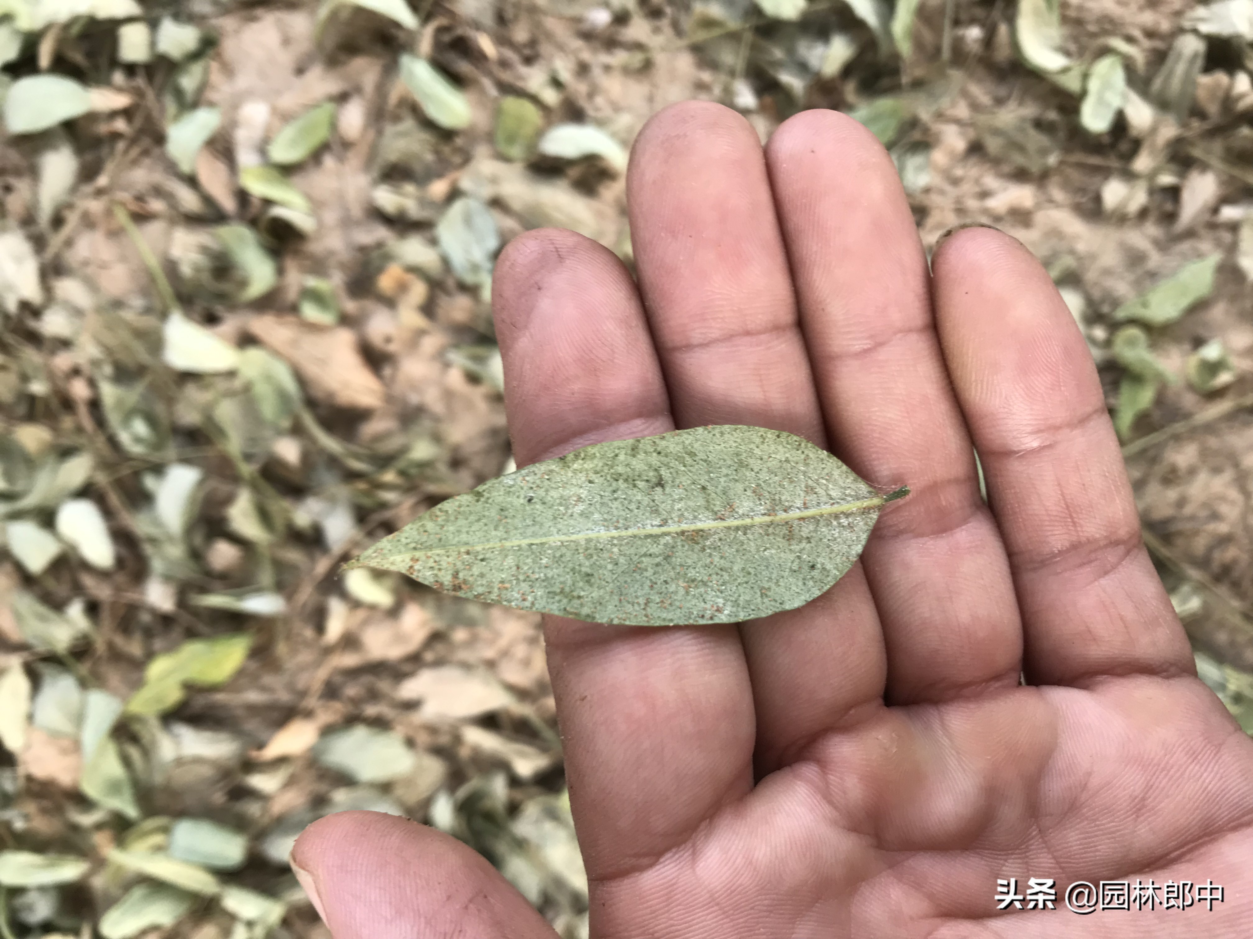 冬季有红蜘蛛需要防治吗,红蜘蛛物理防治最佳时间