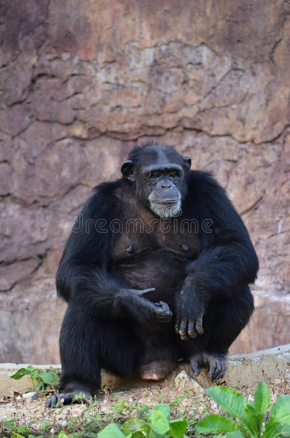 远古时期人类和猛兽徒手肉搏单挑,最强壮的男人可以徒手打死老虎吗