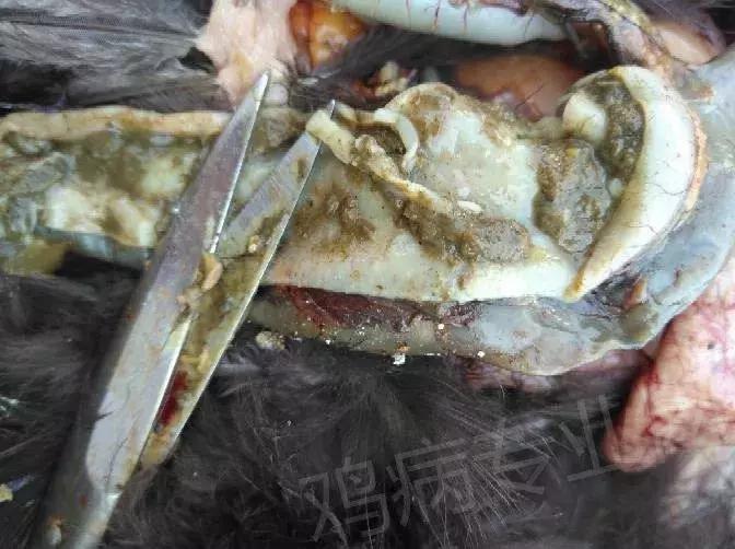 近期鸡病情况,鸡近期高发病