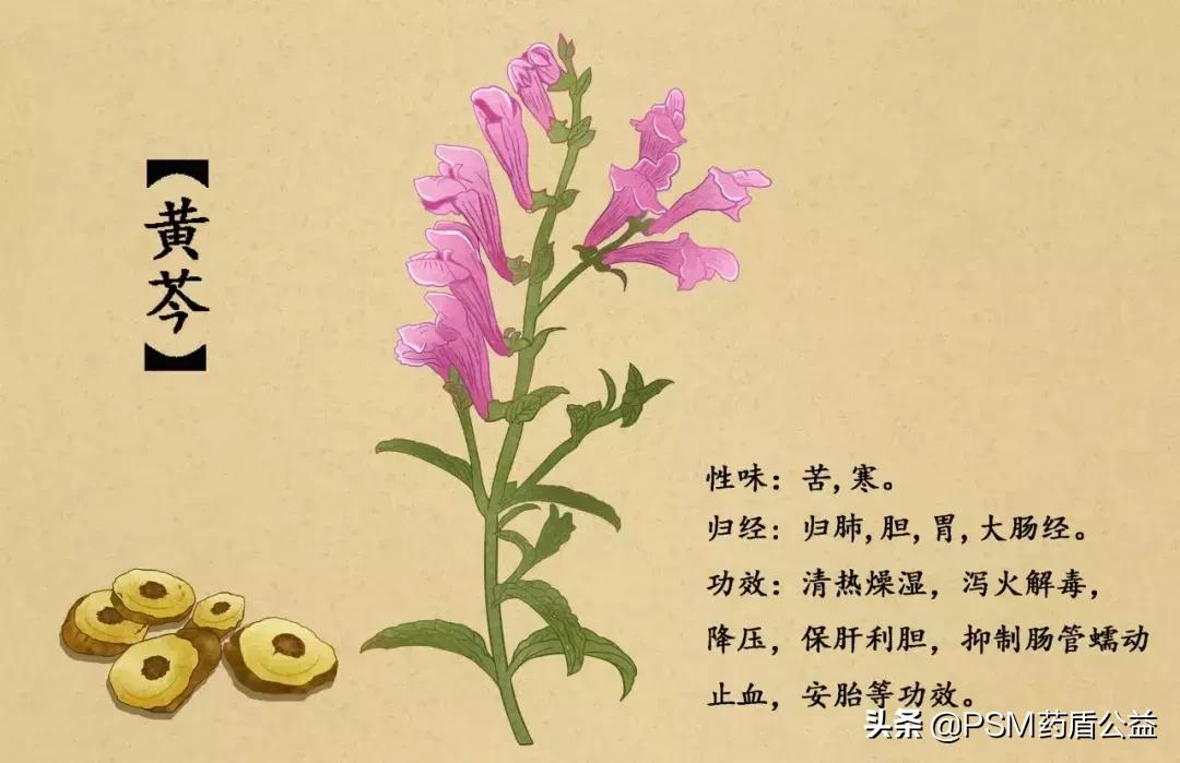 春暖花开手绘视频,春暖花开中药贴画
