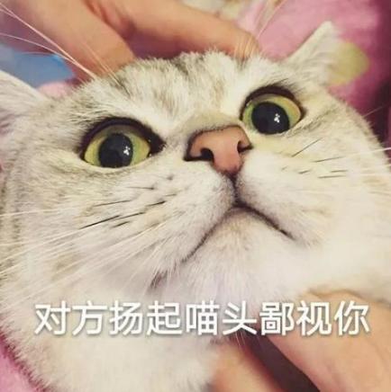 猫跳楼摔不死,猫咪跳楼真的摔不死吗