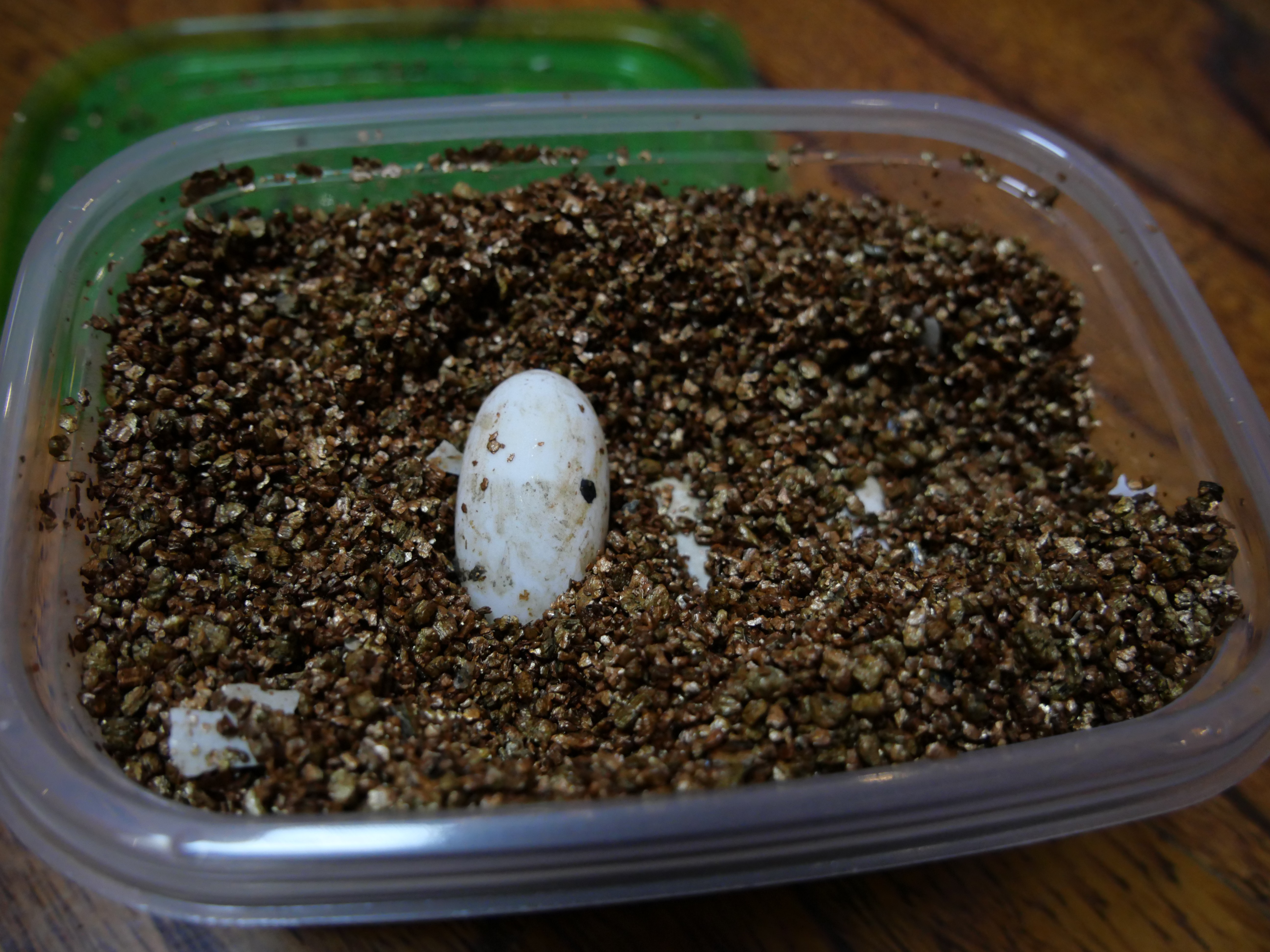 龟蛋孵化出壳怎么养,家养乌龟龟蛋用沙子怎么孵化