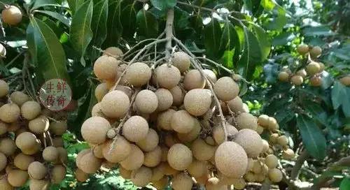 海南必吃十种水果图片名称,海南水果品种大全排名