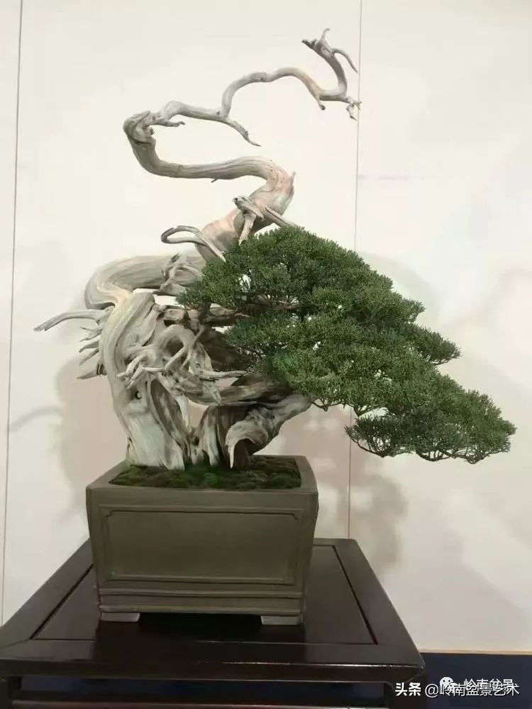 松柏盆景造型舍利,柏树盆景舍利制作全过程图解视频