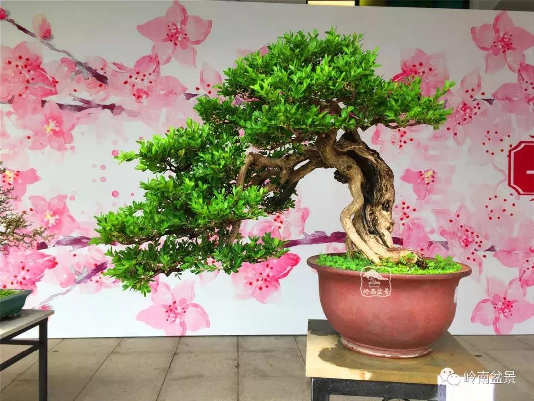 造型极美的盆景一起来欣赏,一组风吹出来的盆景欣赏动感十足