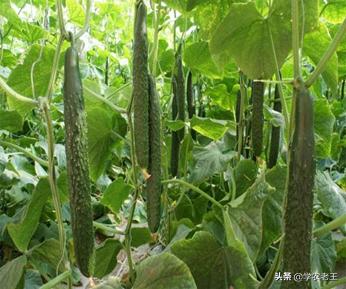 黄瓜枯萎病发病症状及解决方案,黄瓜青枯病有得治吗