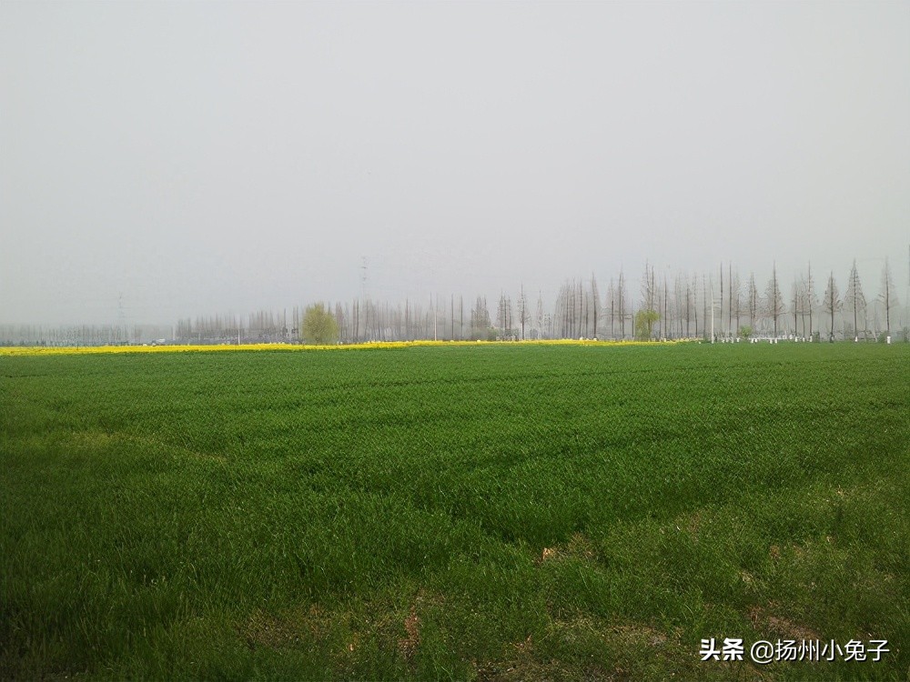 垄上田间，随我看花赏春天如何？