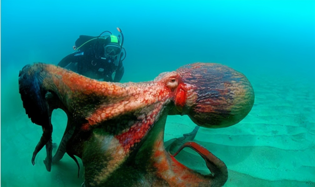 章鱼海底走路视频,章鱼是怎么长成巨型章鱼的全过程